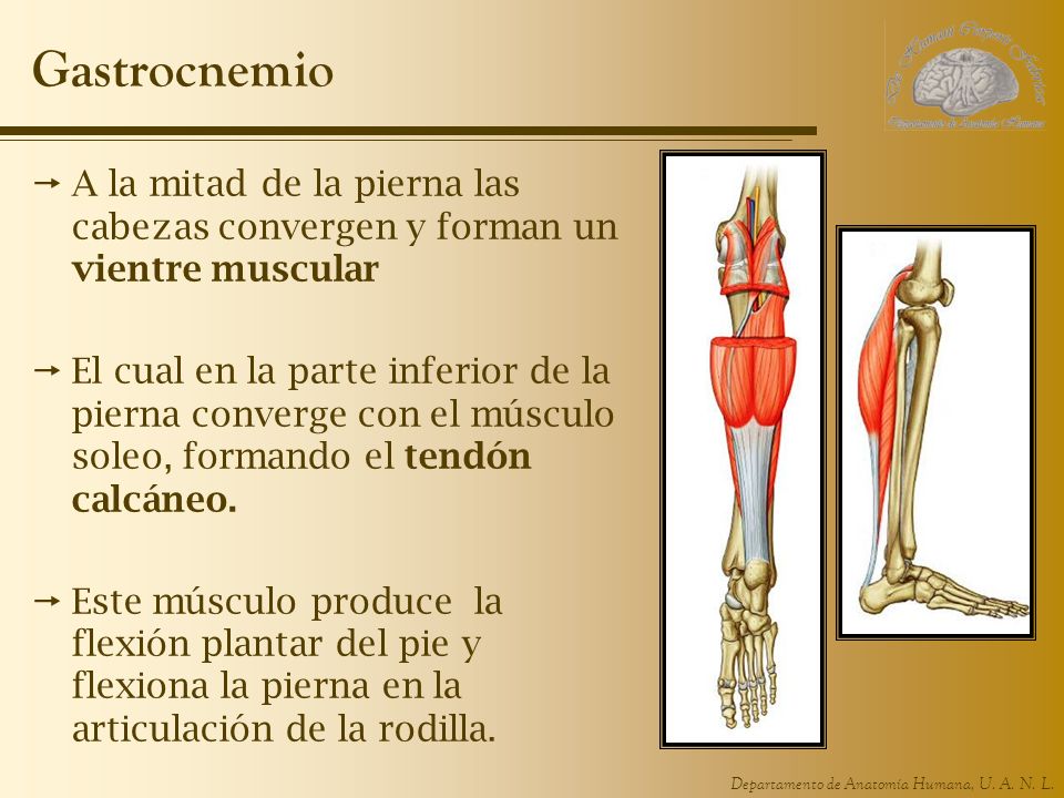 cual es la funcion del musculo gastrocnemio